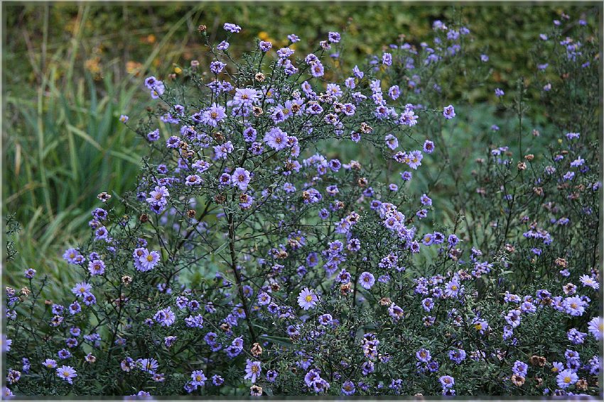 Botanischer Garten - Guetersloh_ IMG_5030