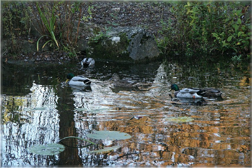 Botanischer Garten - Guetersloh_ IMG_5022