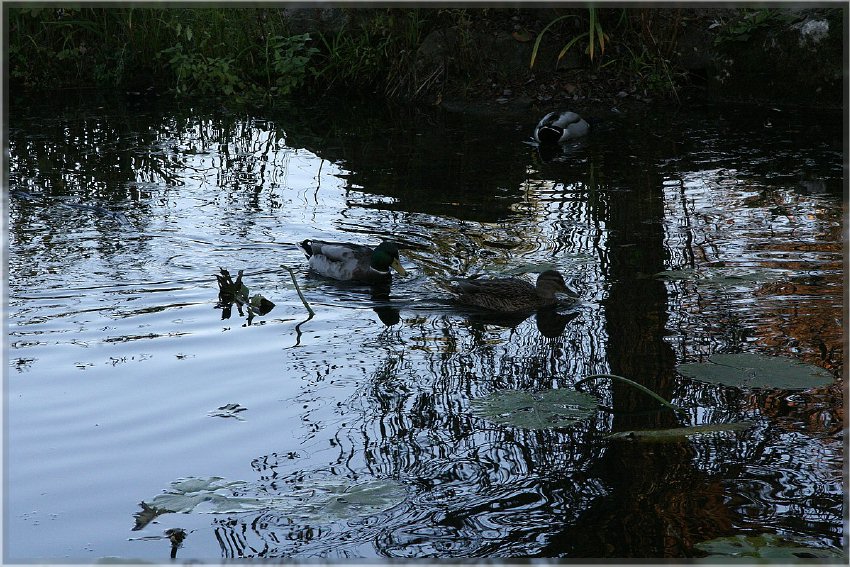 Botanischer Garten - Guetersloh_ IMG_5020