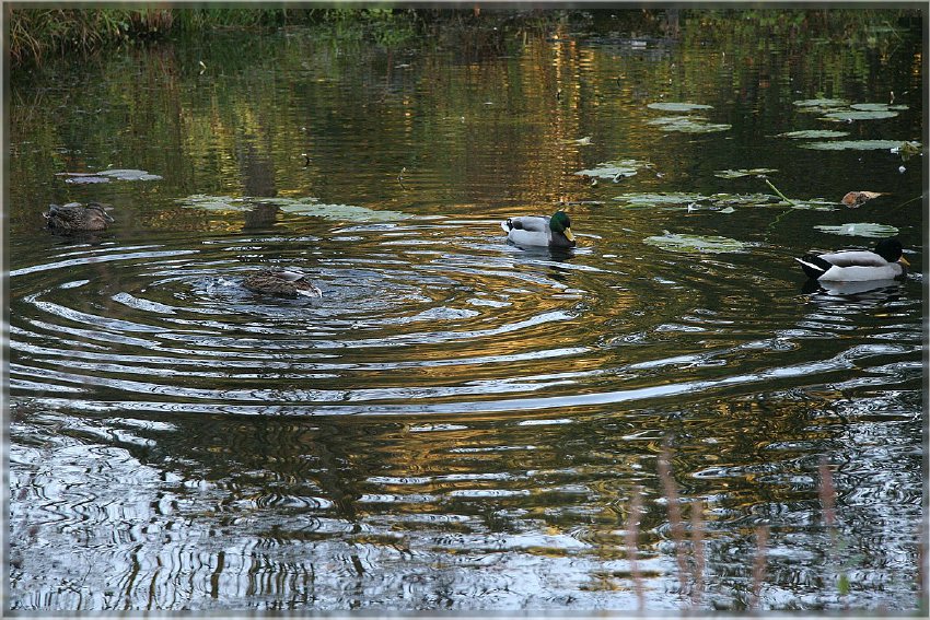 Botanischer Garten - Guetersloh_ IMG_5079