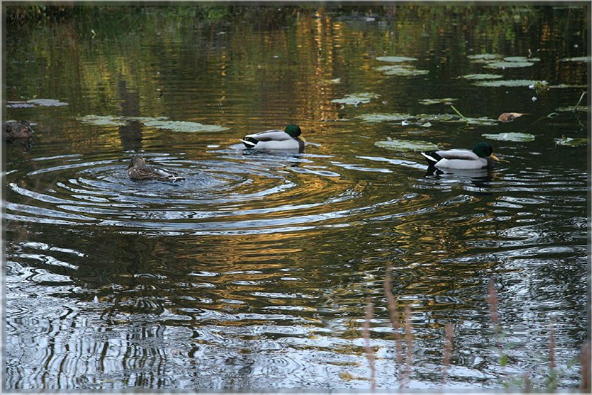 Botanischer Garten - Guetersloh_ IMG_5077