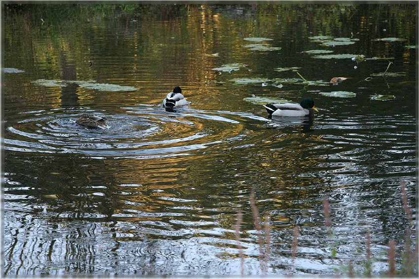 Botanischer Garten - Guetersloh_ IMG_5076