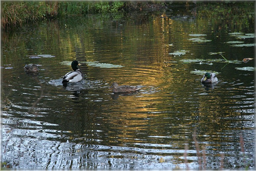 Botanischer Garten - Guetersloh_ IMG_5073