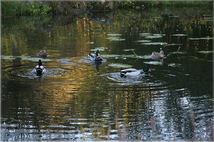 Botanischer Garten - Guetersloh_ IMG_5071