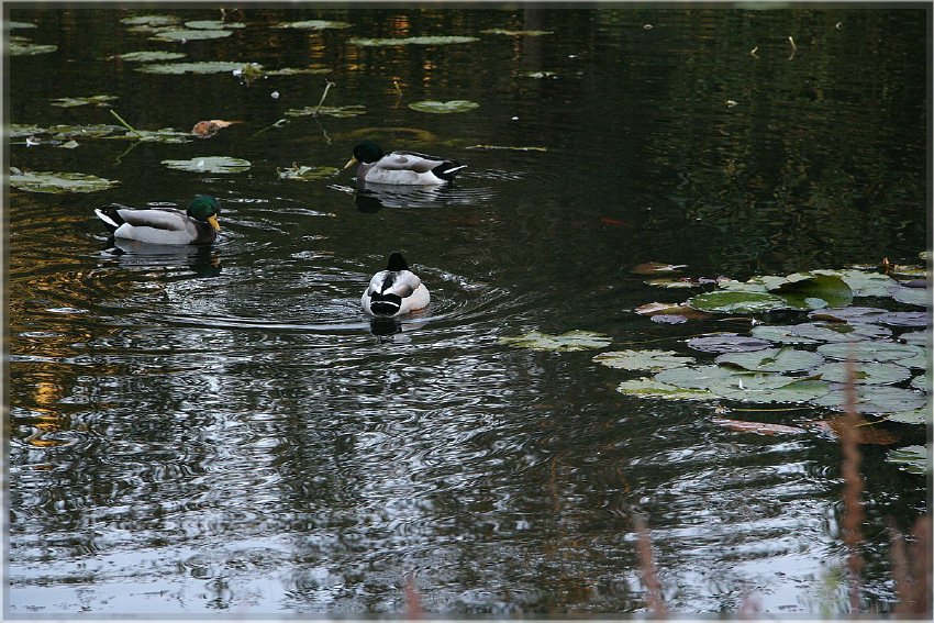 Botanischer Garten - Guetersloh_ IMG_5080